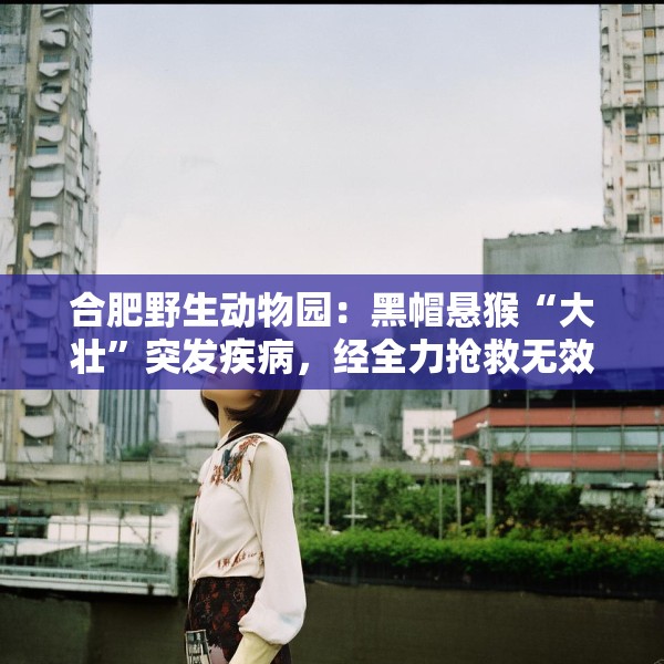 合肥野生动物园：黑帽悬猴“大壮”突发疾病，经全力抢救无效离世