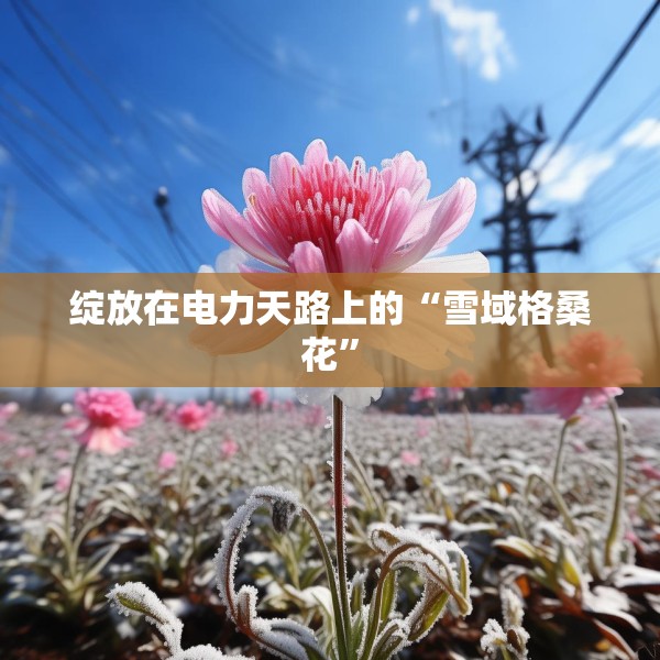 绽放在电力天路上的“雪域格桑花”